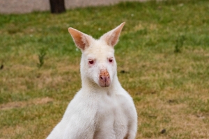 Wallaby de Bennett